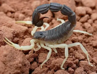 Скорпіон Parabuthus schlechteri — стать не визначена, L2–L5