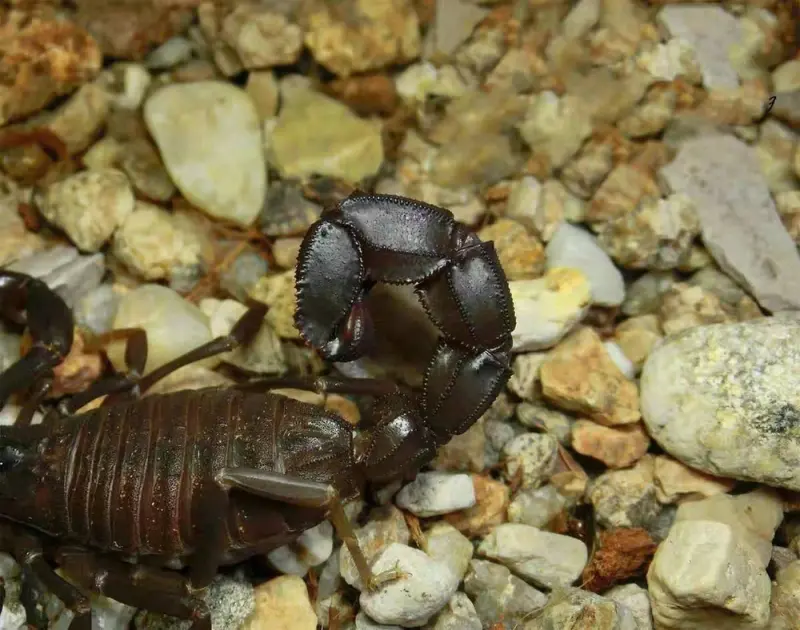 Androctonus gonneti scorpion — Male, L6–L8