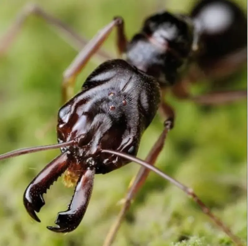 Odontomachus monticola — Asian trap-jaw ant