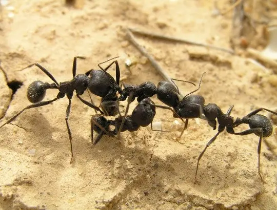 Messor arenarius — large harvester ant — 1 queen