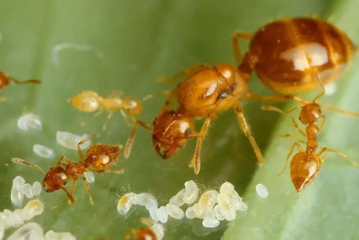 Crematogaster biroi ants — golden acrobat ant — 2 queens and 40–300 workers