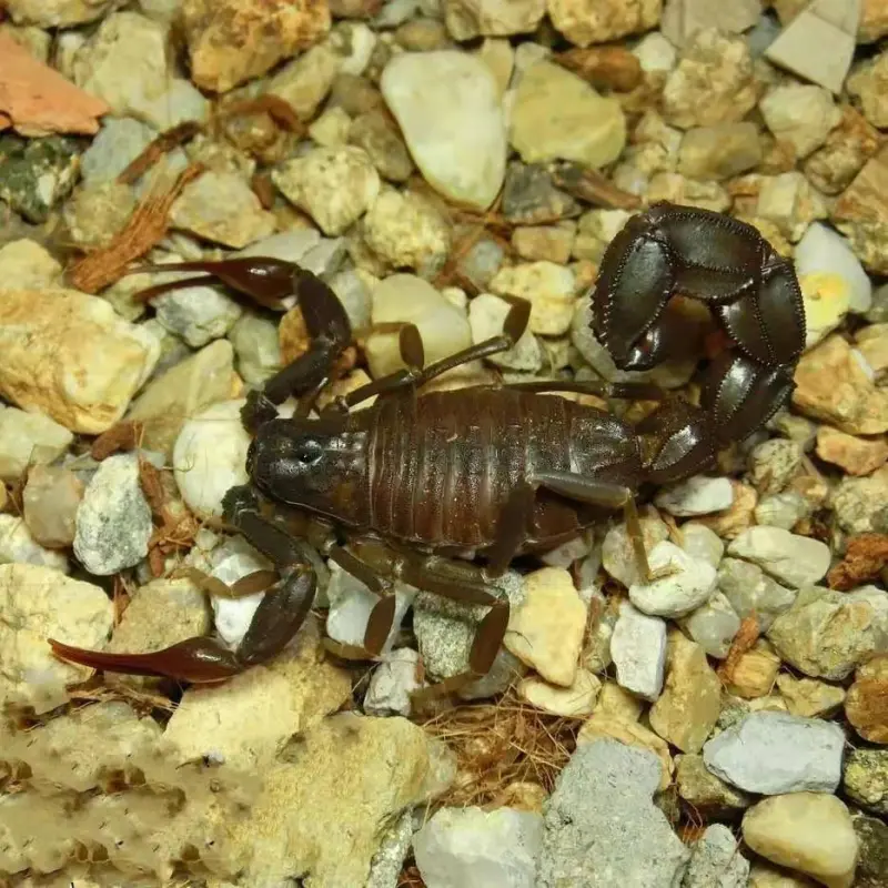 Androctonus gonneti scorpion — Male, L6–L8