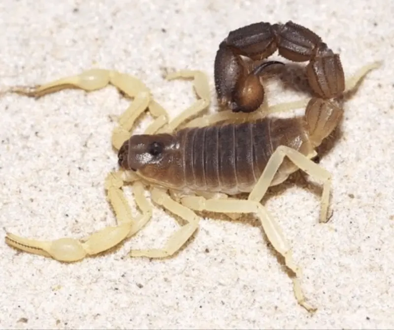 Scorpion Parabuthus schlechteri — male, L2–L5