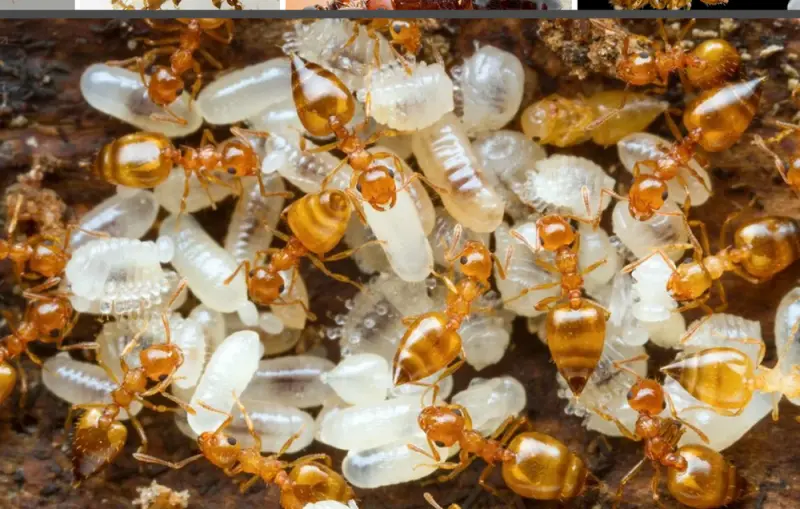 Crematogaster biroi ants — golden acrobat ant — 2 queens and 40–300 workers