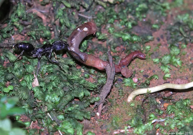 Odontoponera denticulata ants — 1 queen