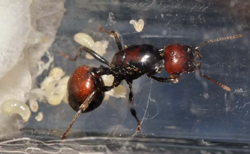 Messor barbarus harvester ants with red-burgundy head coloration — 1 queen and 11–20 workers, rare morph