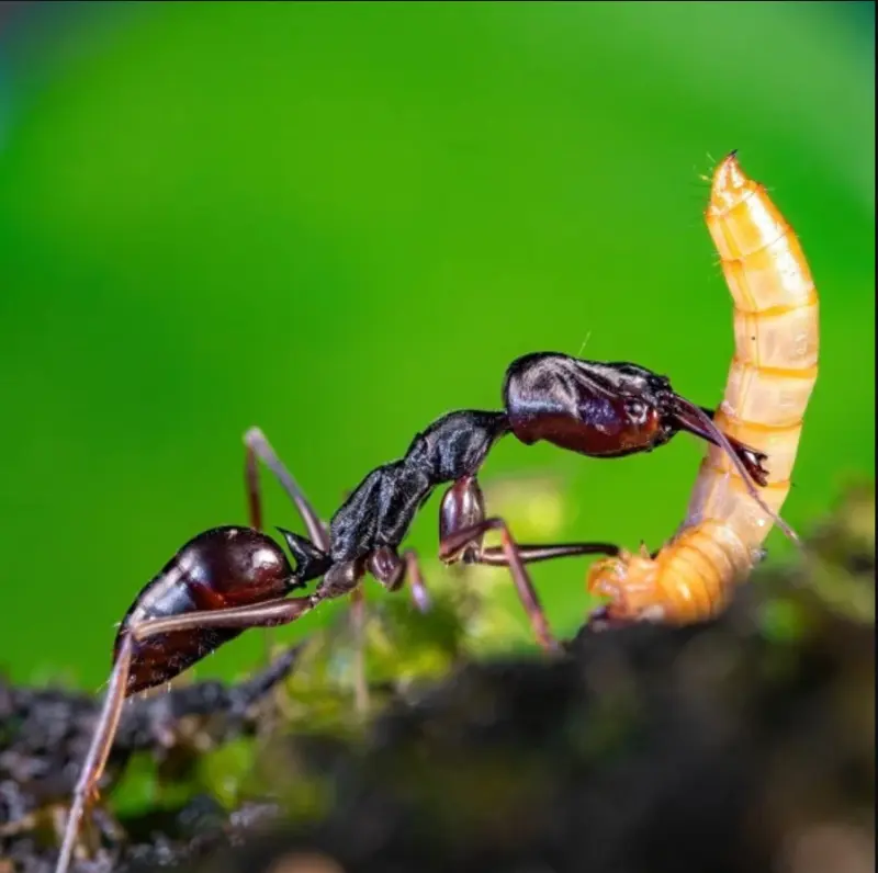 Odontomachus monticola — Asian trap-jaw ant