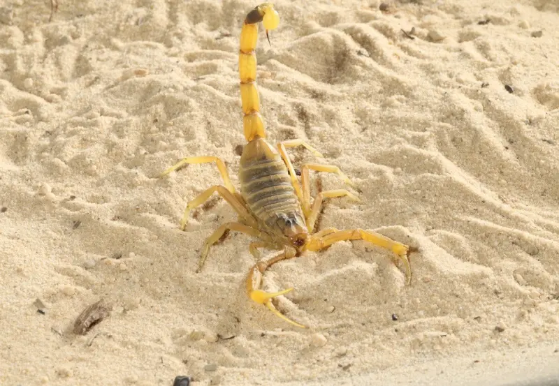 Yellow Leiurus quinquestriatus scorpion