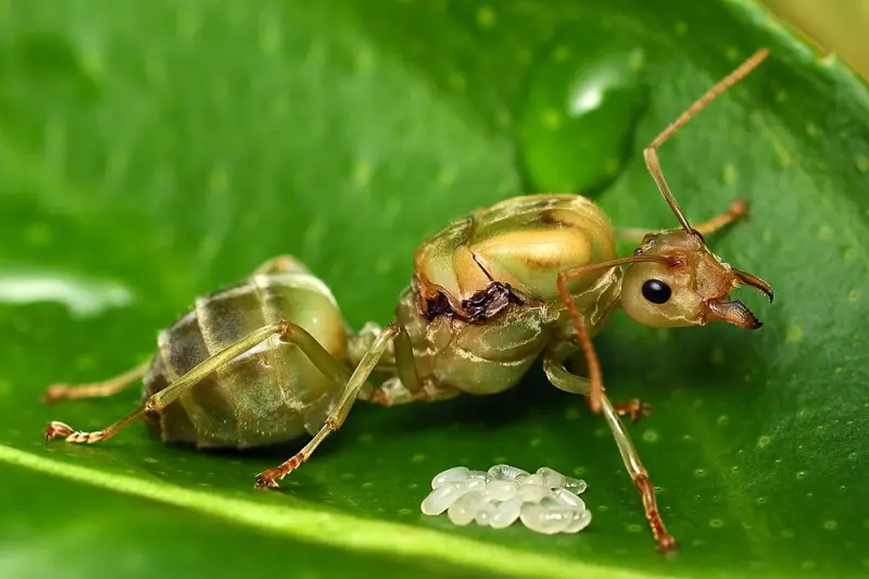 Oecophylla smaragdina — green weaver ant — 1 queen and 6–20 workers