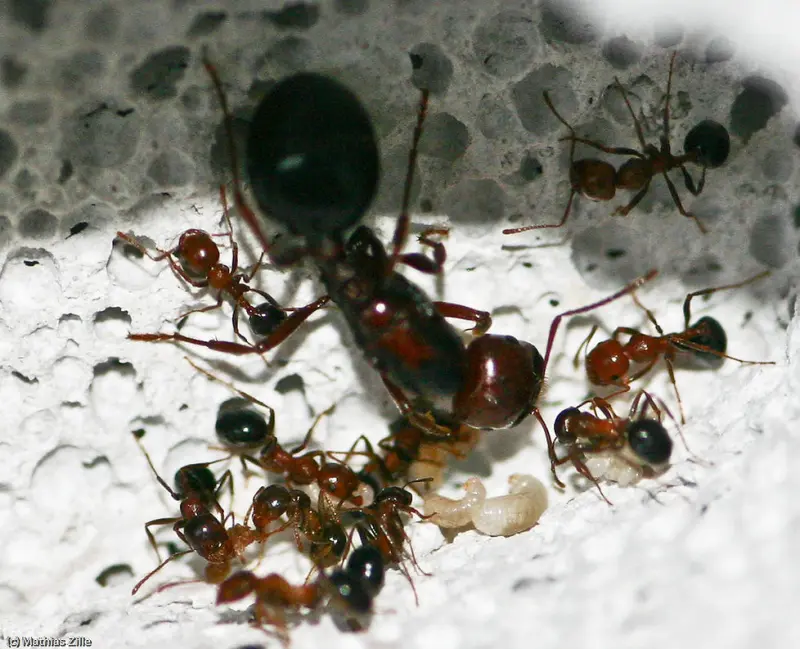 Messor aegyptiacus — Egyptian harvester ant — 1 queen