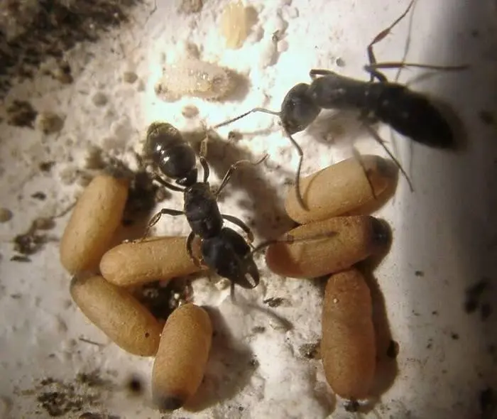 Ectomomyrmex astutus Ants — 1 queen adapted to a module