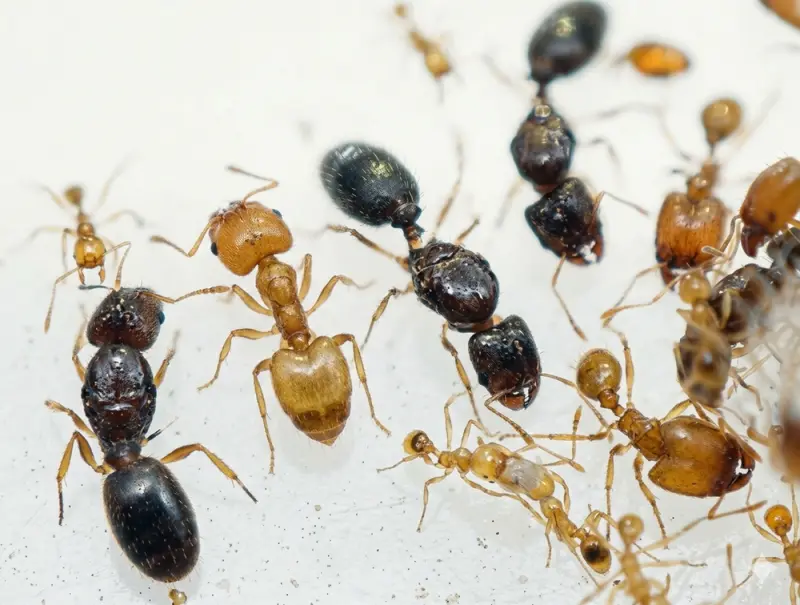 Pheidole flaveria Ant Colony with Queens and Workers — 2 queens and 20–300 workers