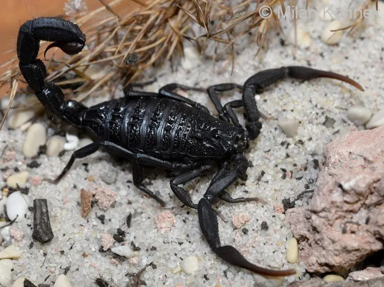 Hottentotta gentili scorpion, black form — Pair, L2–L5