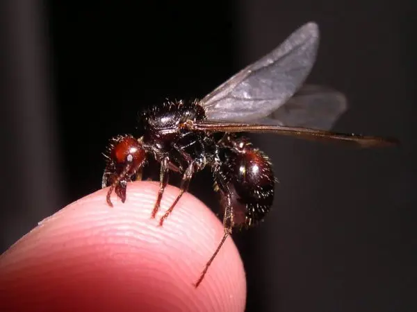 Messor barbarus harvester ants with red-burgundy head coloration — 1 queen and 11–20 workers, rare morph