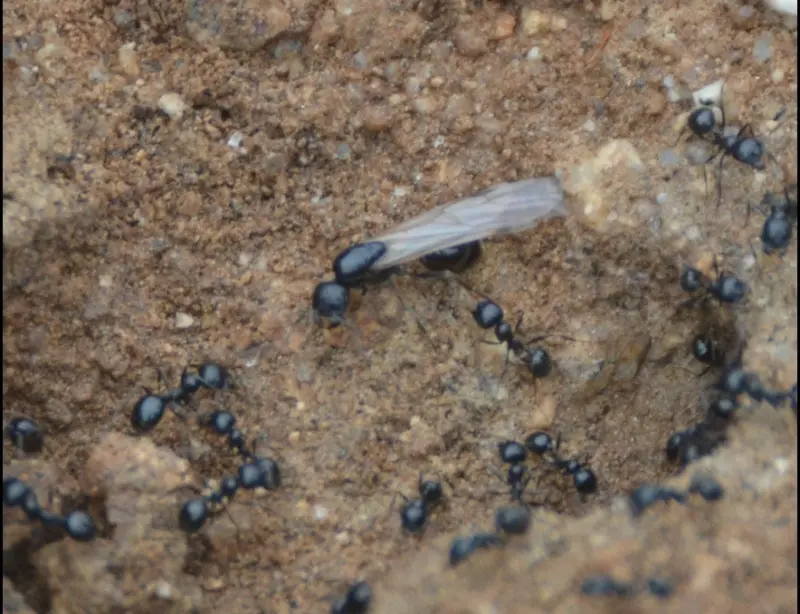 Veromessor pergandei — American harvester ant — 1 queen and 2–10 workers — SKU-M-034-02