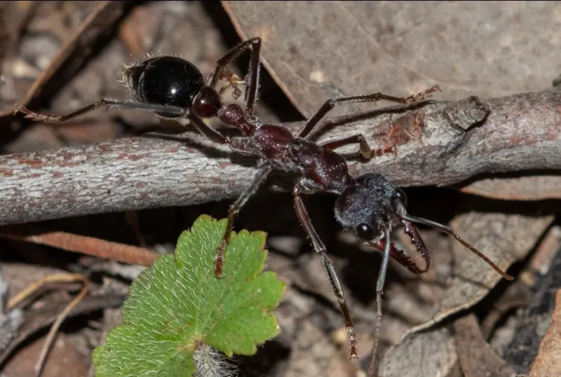 Myrmecia simillima — large Australian bulldog ant
