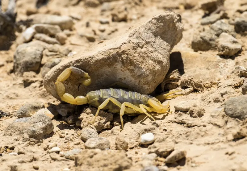 Yellow Leiurus quinquestriatus scorpion
