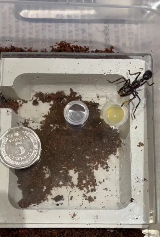 Paraponera clavata — bullet ant for experienced keepers