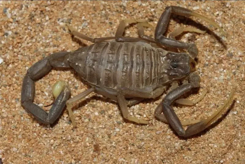 Leiurus jordanensis scorpion
