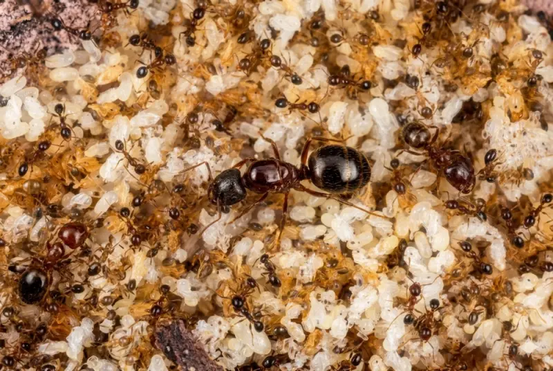 Pheidole megacephala — African big-headed ant — 1 queen and 20–300 workers