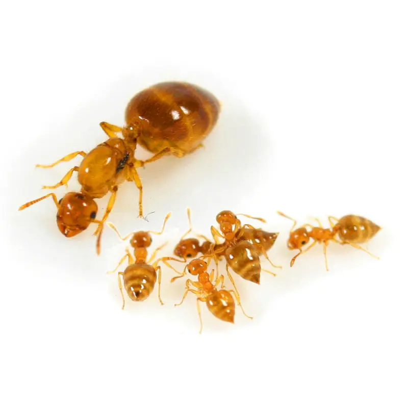Crematogaster biroi ants — golden acrobat ant — 2 queens and 40–300 workers