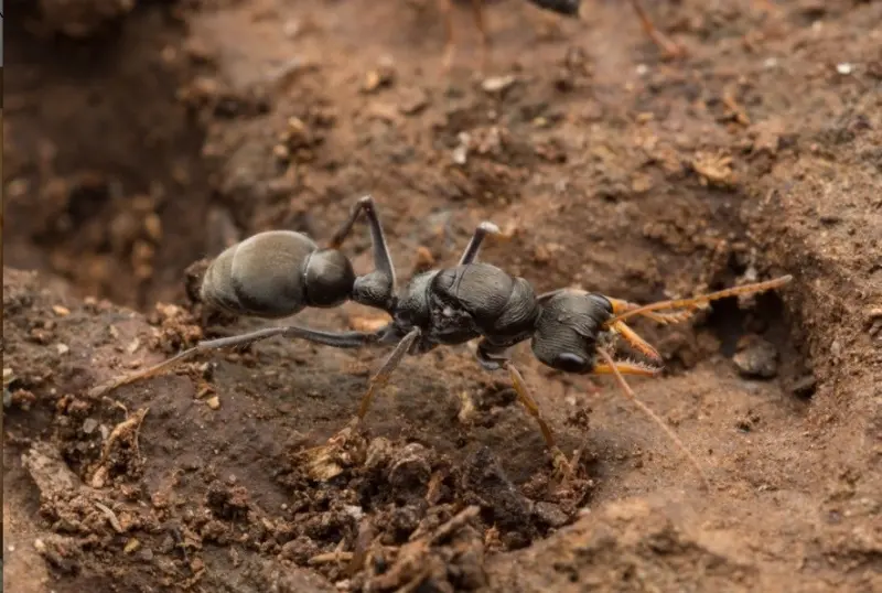 Myrmecia pilosula — Jack Jumper bull ant