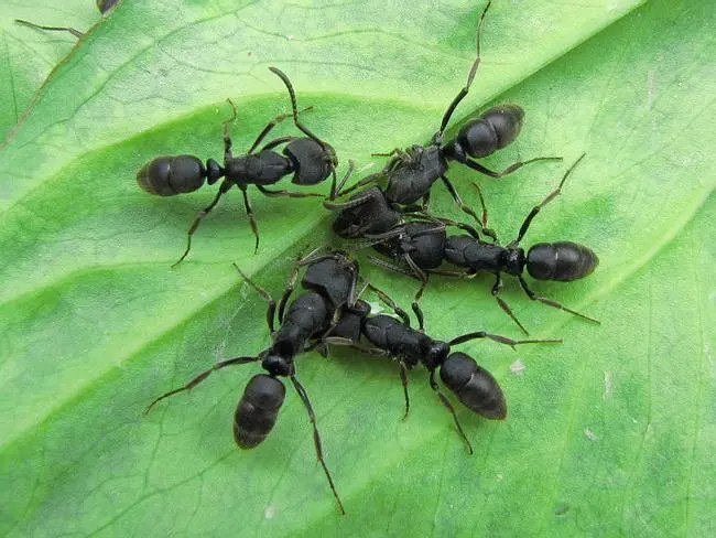 Ectomomyrmex astutus Ants — 1 queen adapted to a module