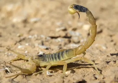 Жовтий скорпіон Leiurus quinquestriatus