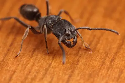 Мурахи Odontoponera denticulata — 1 королева та 2–6 робочих