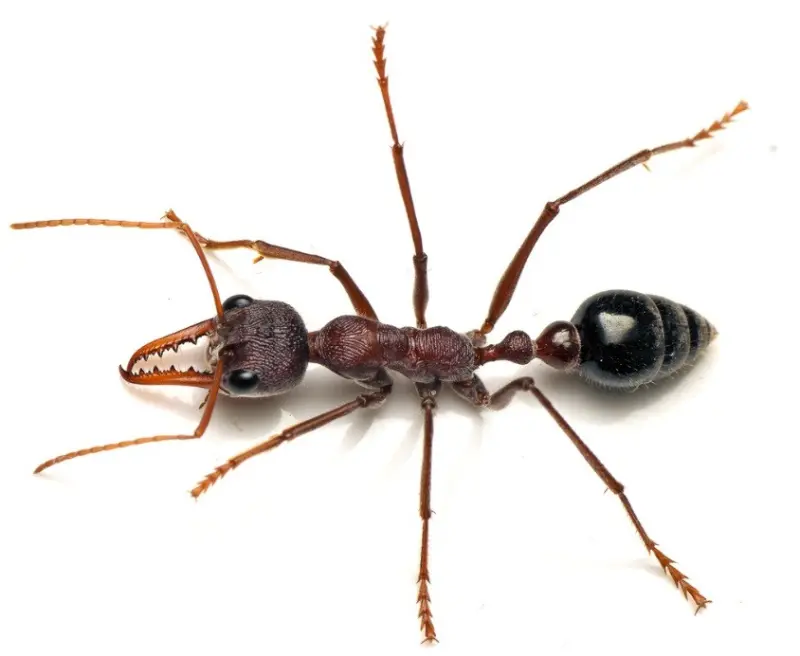 Myrmecia simillima — large Australian bulldog ant