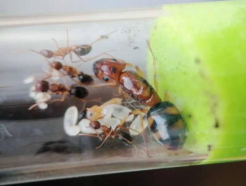 Camponotus maculatus subnudus — spotted carpenter ant