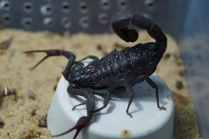 Hottentotta gentili scorpion, black form — Pair, L2–L5
