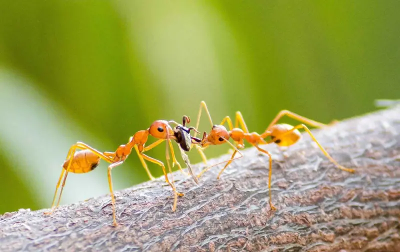 Oecophylla smaragdina — green weaver ant — 1 queen and 6–20 workers
