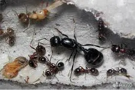 Messor structor — European harvester ant — 2 queens