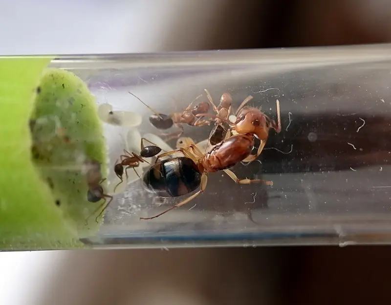 Camponotus maculatus subnudus — spotted carpenter ant