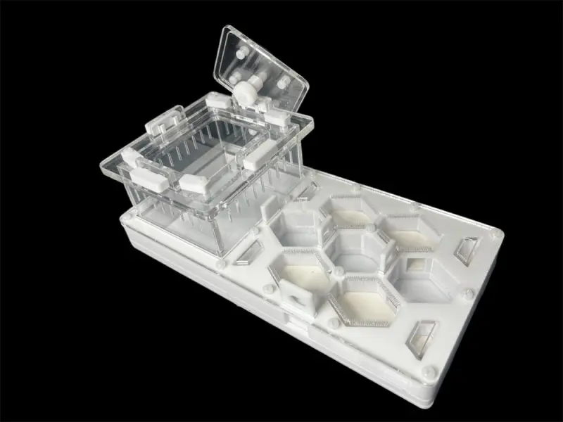 ANTMART Honeycomb White Ant Farm, Variant A, 220×110 mm