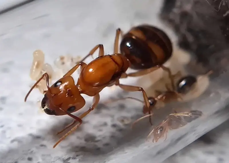 Camponotus maculatus subnudus — spotted carpenter ant