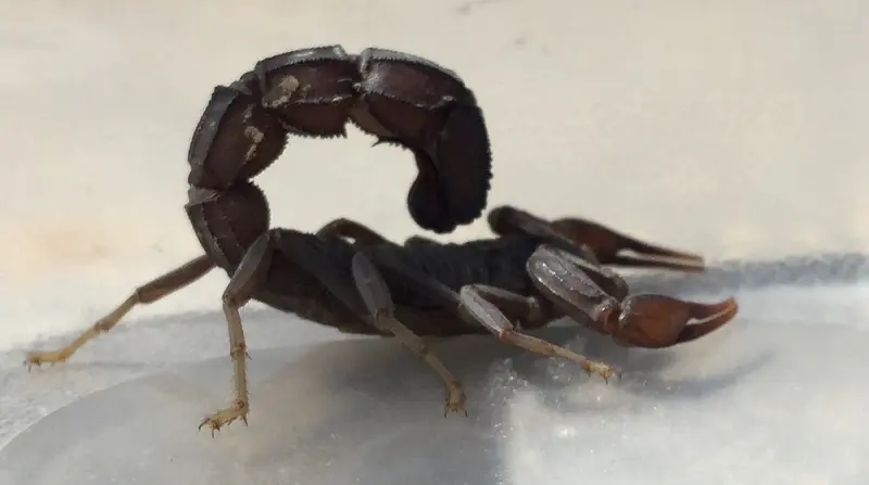 Androctonus bicolor — black fat-tailed scorpion