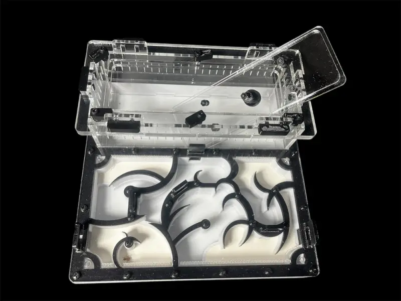 Origin Black 200×200 mm PETG formicarium with G-23 gypsum, variant A