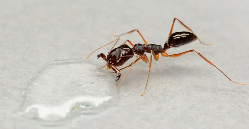 Odontomachus monticola — Asian trap-jaw ant