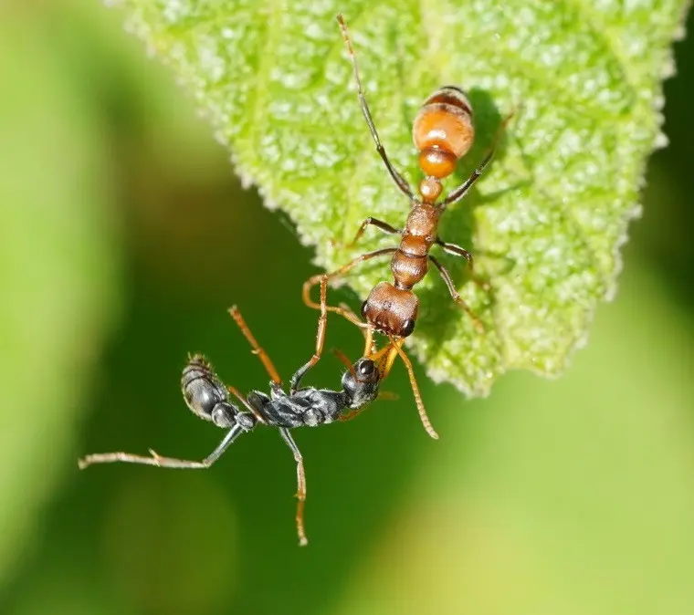 Myrmecia pilosula — Jack Jumper bull ant