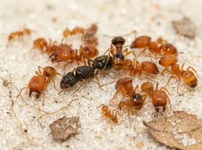 Мурахи Pheidole flaveria — колонія з матками та робочими — 5 маток та 20–300 робочих