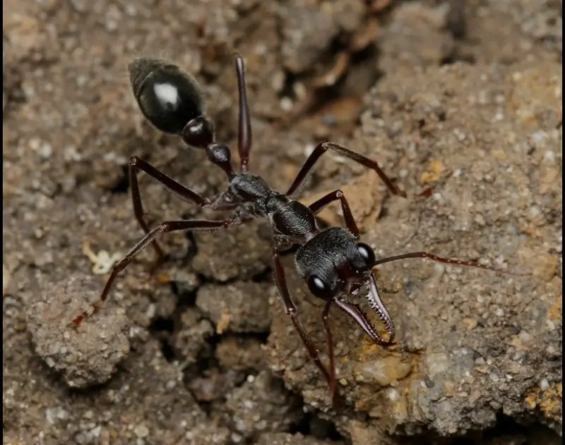 Myrmecia pyriformis — pear-shaped bulldog ant
