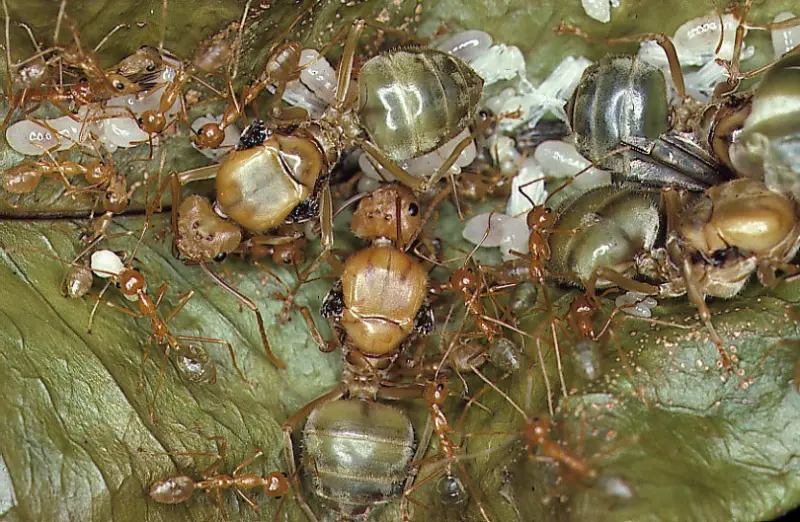 Oecophylla smaragdina — green weaver ant — 1 queen and 6–20 workers