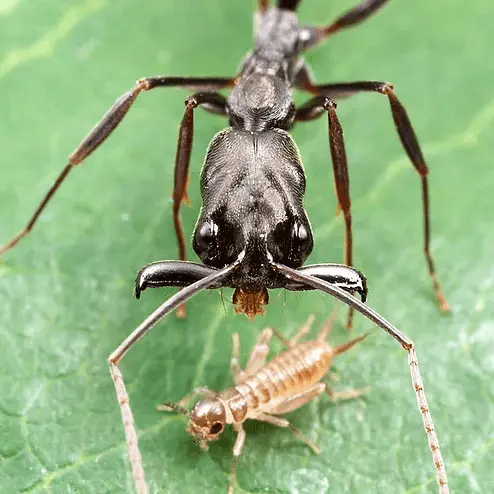 Odontomachus monticola — Asian trap-jaw ant
