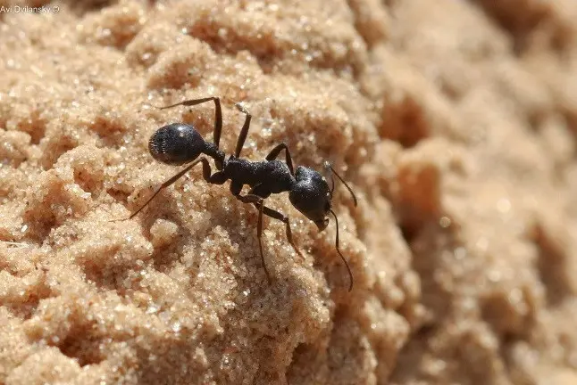 Messor arenarius — large harvester ant — 1 queen