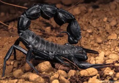 Скорпіон Androctonus bicolor — чорний товстохвостий скорпіон