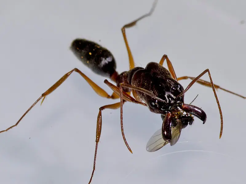 Odontomachus monticola — Asian trap-jaw ant
