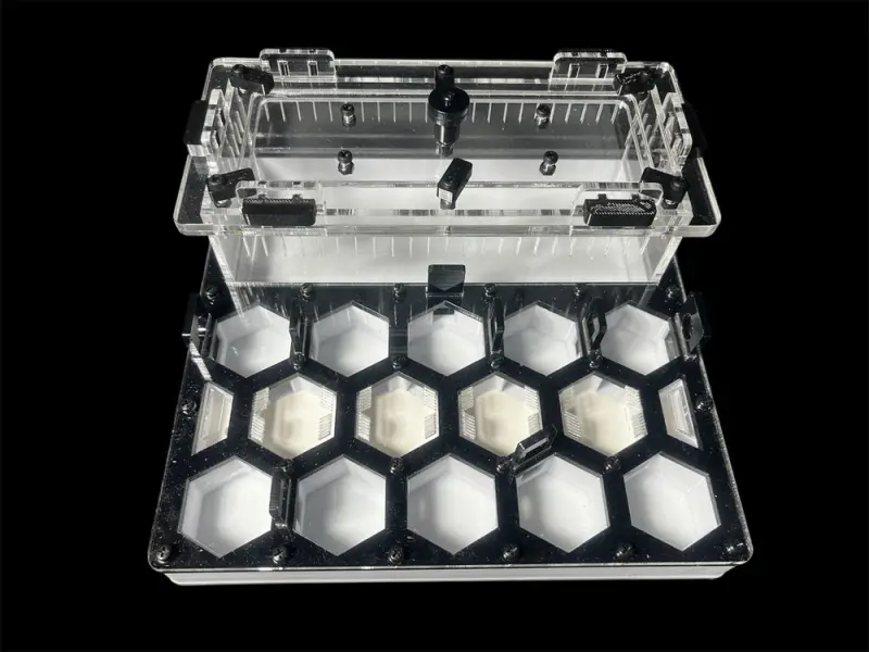 ANTMART Honeycomb Black A ant farm, 200×200 mm