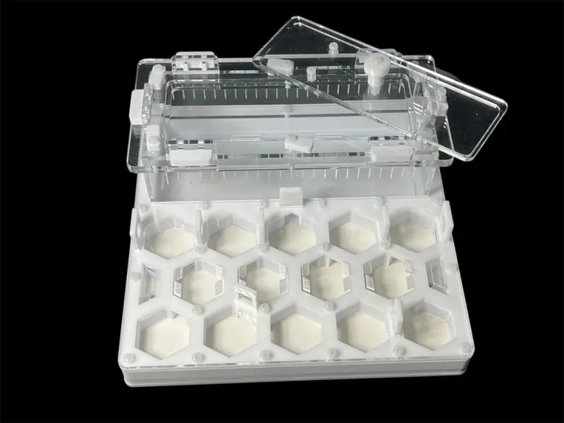 ANTMART Honeycomb White Ant Farm, Variant B, 200×200 mm